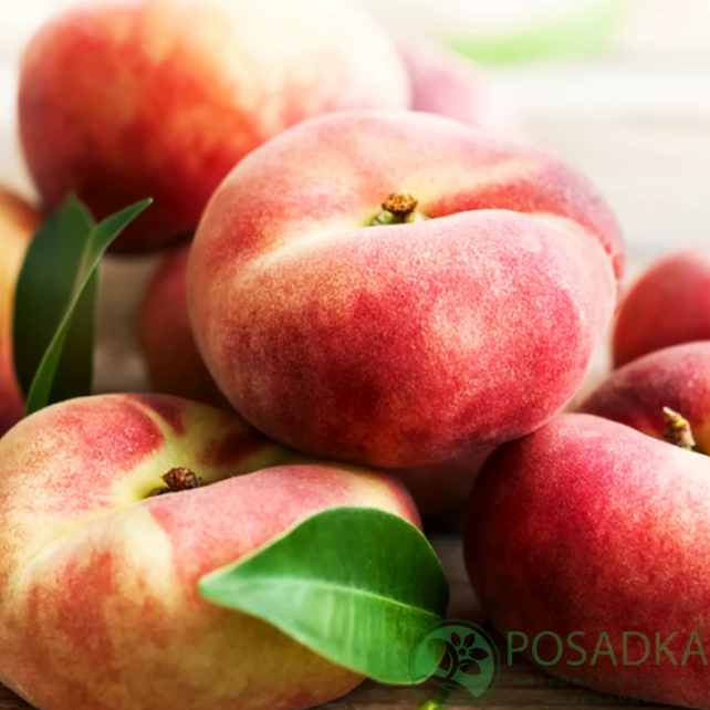 картинка Персик инжирный Плане Делишес (Plane ® Delicious) 