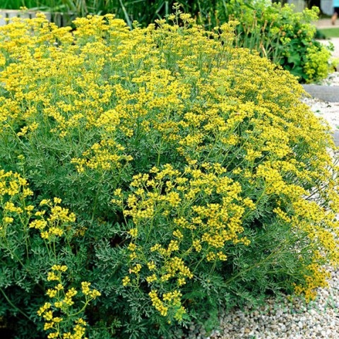 картинка Семена рута Душистая 0,2 г, Seedеra 