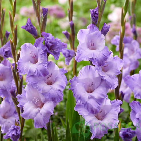 картинка Гладиолус Milka 