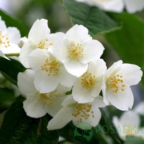 картинка Чубушник мелколистный (Philadelphus microphyllus) картинка Чубушник мелколистный (Philadelphus microphyllus)