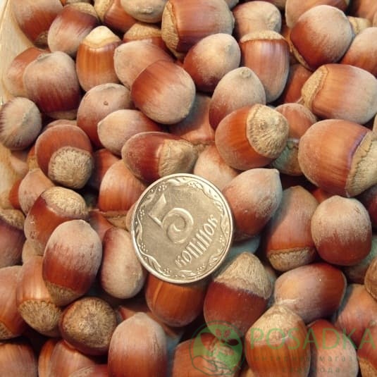 картинка Фундук Урожайный 80 