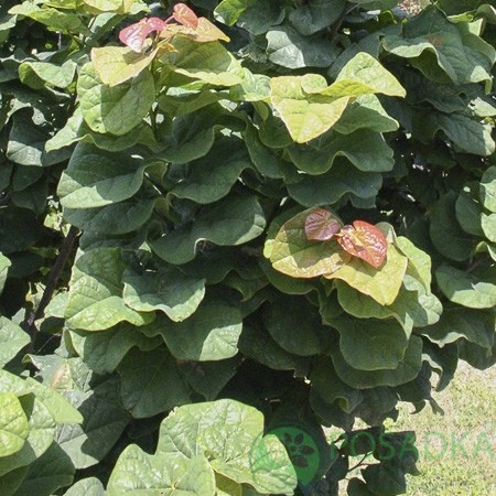 картинка Церцис канадский Little Woody 