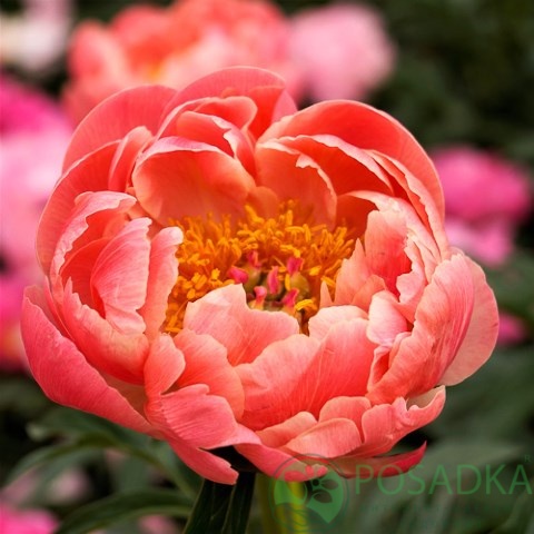 картинка Пион травянистый Coral Charm 