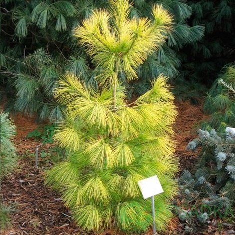 картинка Сосна Веймутова Луи (Pinus strobus Louie) 