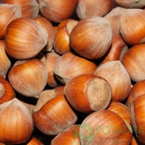 картинка Фундук Черкесский 