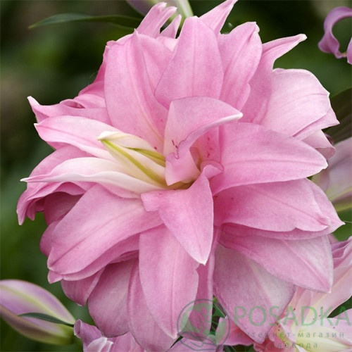 картинка Лилия Lotus Dream 