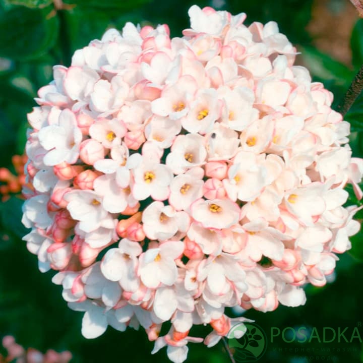 картинка Калина Берквуда Анна Рассел 3л 