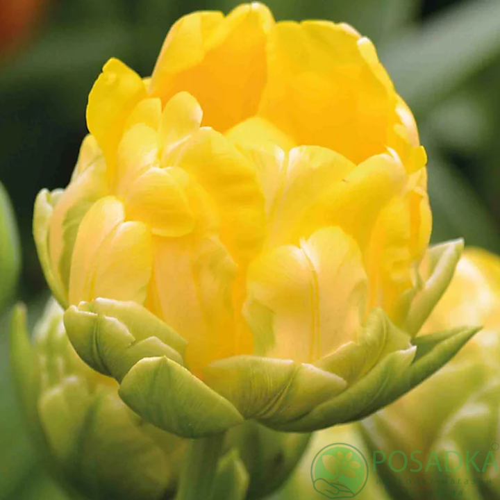 картинка Тюльпан Vanille Coupe 