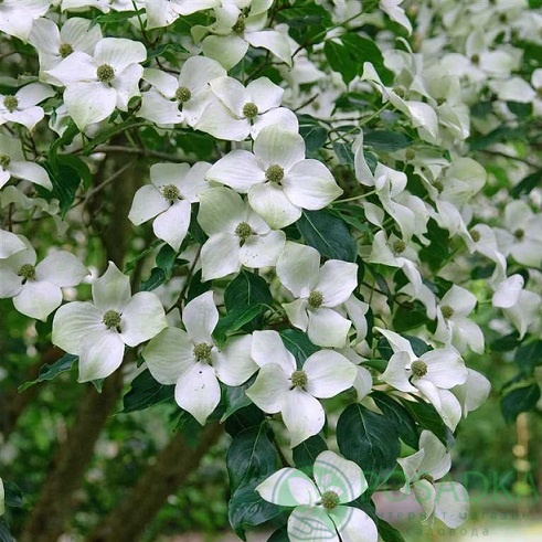 картинка Дерен Коуза китайский (Cornus kousa chinensis)  