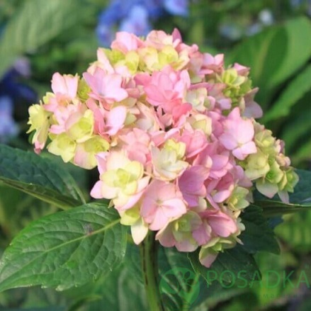 картинка Гортензия крупнолистная You and Me Love 