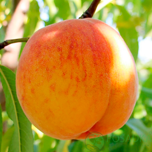 картинка Персик Беби Голд 