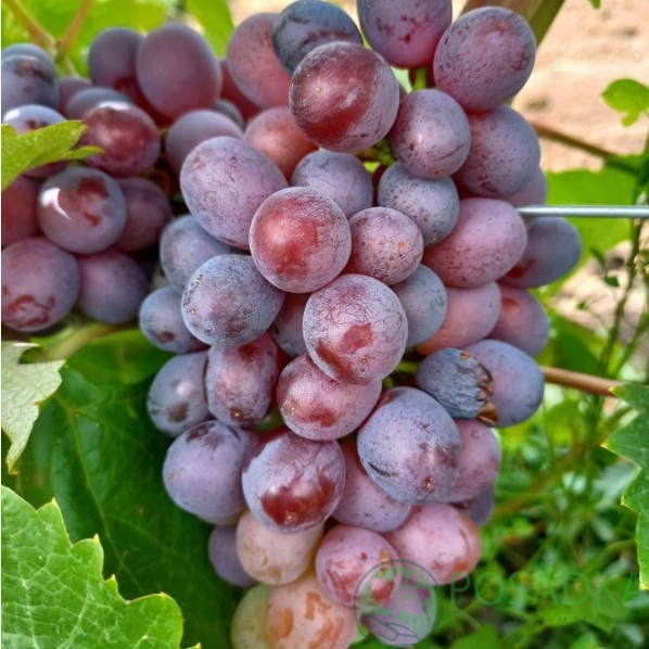 картинка Виноград Клубничный 