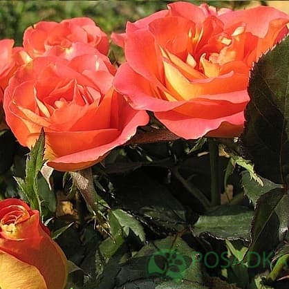 картинка Роза чайно-гибридная Липстик 