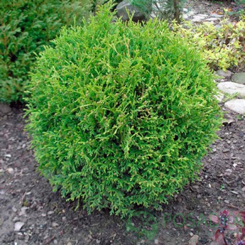 картинка Туя западная Литтл Джем 