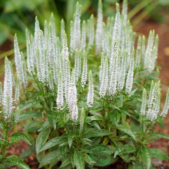 картинка Вероника Snow Candles 