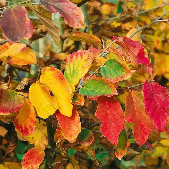 картинка Парротия персидская Persian Spire 