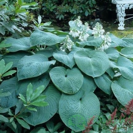 картинка Хоста hybrida Big Daddy 
