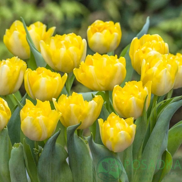 картинка Тюльпан Secret Perfume (3 шт) р9 