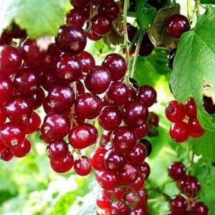 картинка Смородина красная Дар Орла 