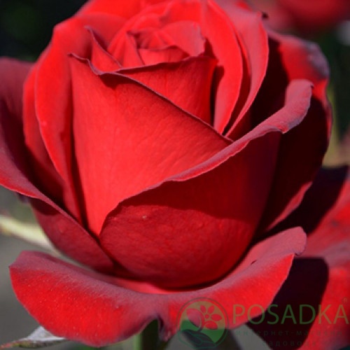 картинка Роза чайно-гибридная Самурай 