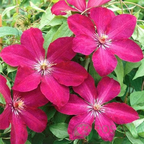 картинка Клематис Rouge Cardinal 