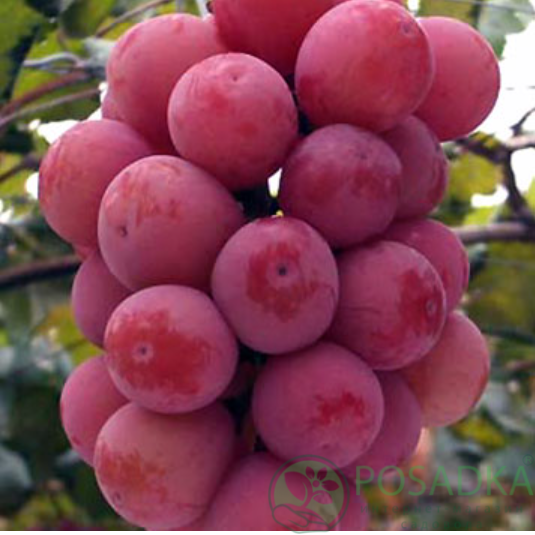 картинка Виноград Королева Нина 