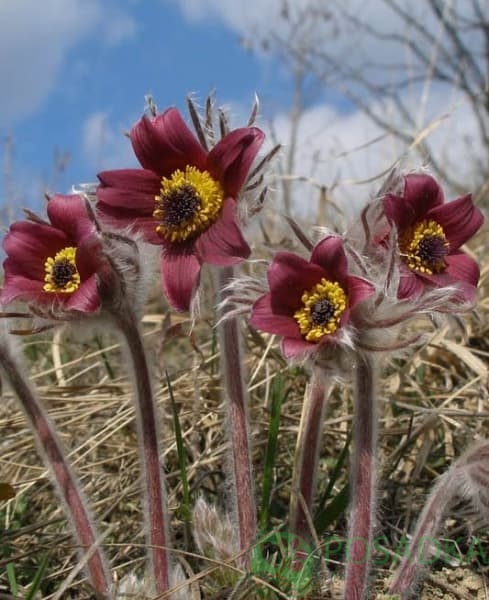 картинка Прострел ( сон-трава ) бордовая 