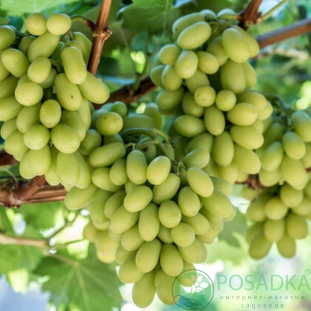 картинка Виноград Снежана 