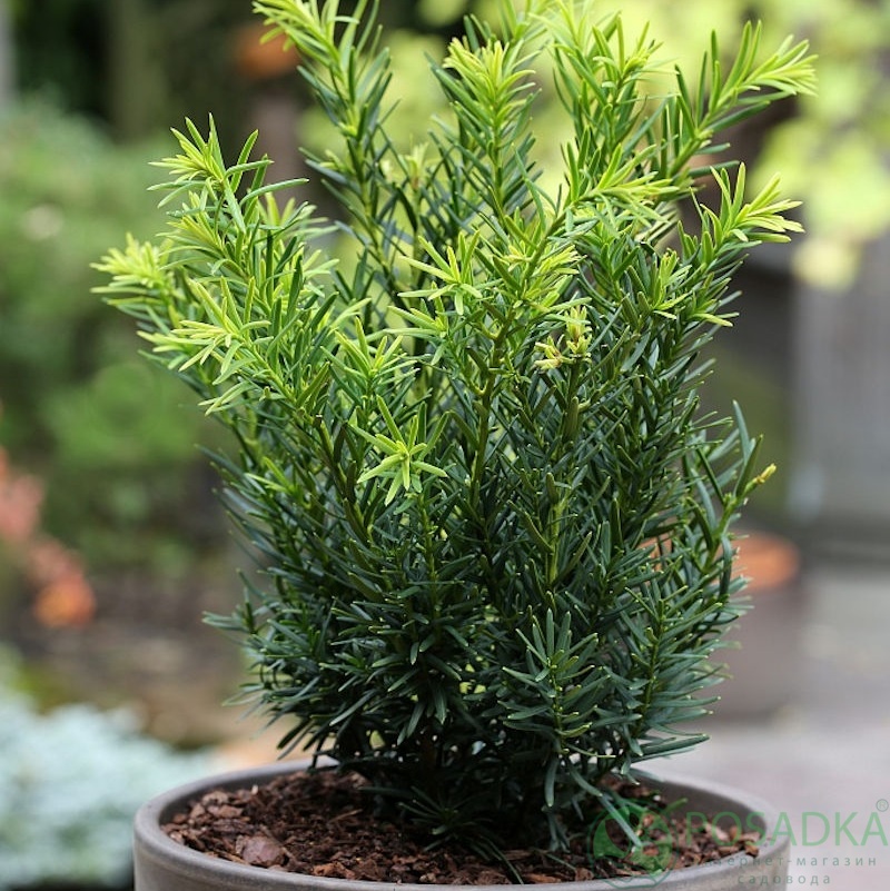 картинка Тис остроконечный Лесков (Taxus cuspidata Lescow) 