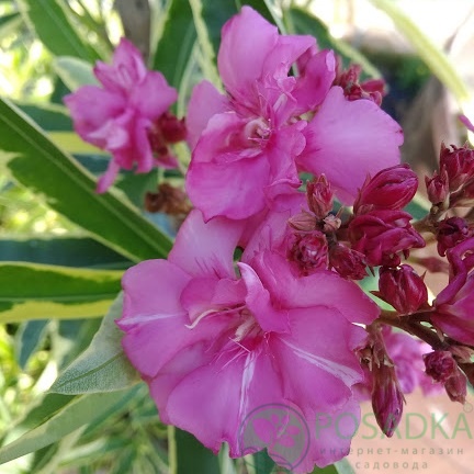 картинка Олеандр ярко фиолетовый 12 