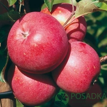 картинка Яблоня Бени Шогун  картинка Яблоня Бени Шогун