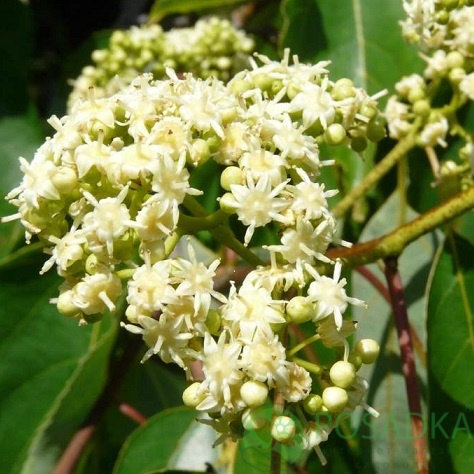 картинка Конфетное Дерево "Hovenia Dulcis" 
