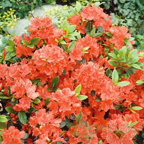 картинка Азалия японская Geisha Orange 