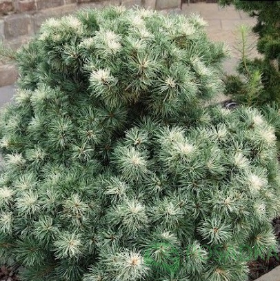 картинка Сосна мелкоцветковая Tanima-no-yuki 