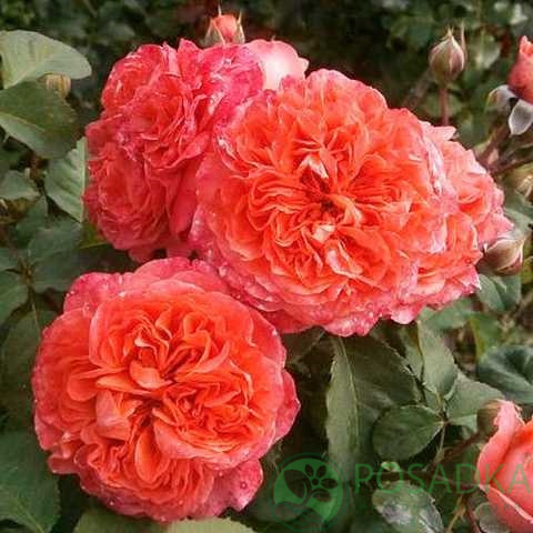 картинка Роза кустовая Эмильен Гийо 
