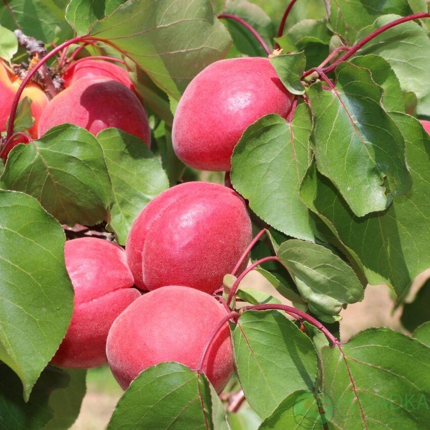 картинка Абрикос Le 32-76 