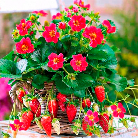 картинка Клубника Саммер Бриз F1 (контейнер) 