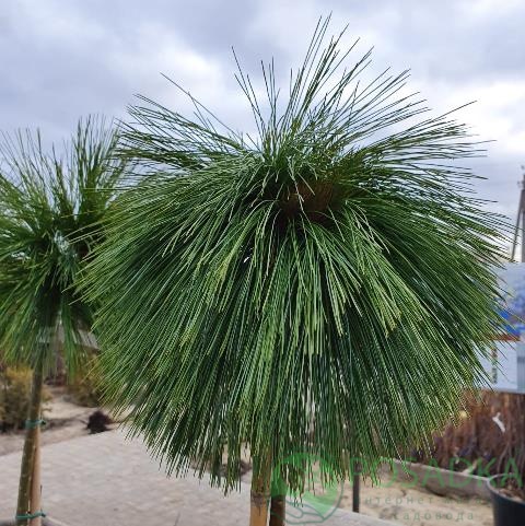 картинка Сосна Шверина Витхорст на штамбе 7,5л 