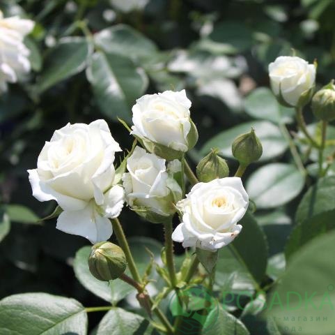 картинка Роза флорибунда Алабастер 