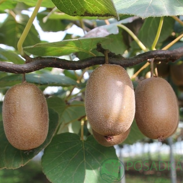 картинка Киви Крамер (урожайный, крупноплодный) 