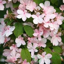 картинка Калина складчатая Pink Beauty 5л 