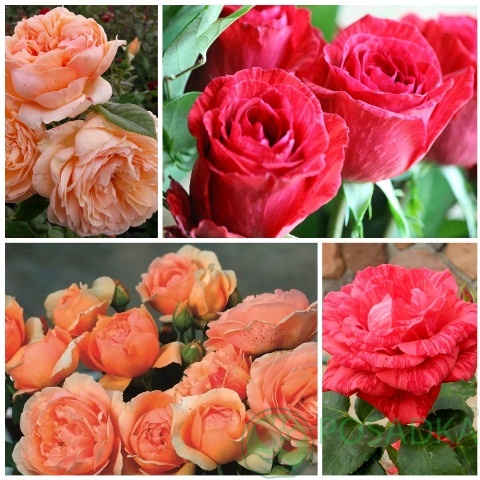 картинка Роза штамбовая (Ред Интуишн, Николь Миулан) 