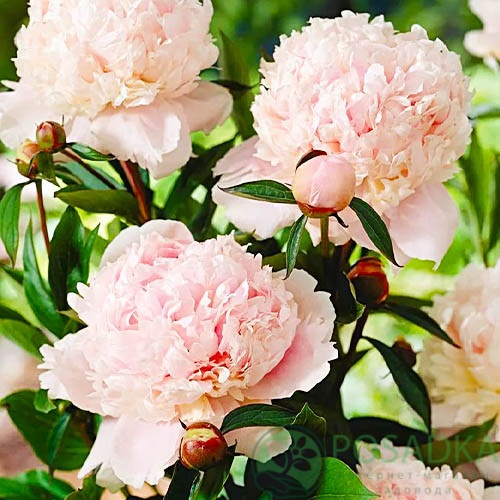 картинка Пион Solange 