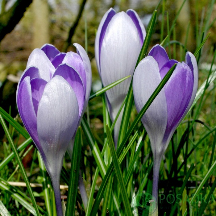 картинка Крокус Vanguard  картинка Крокус Vanguard