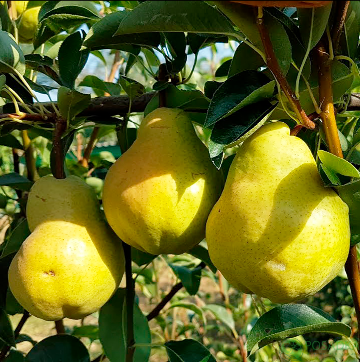 картинка Груша НЖО (NJO) 