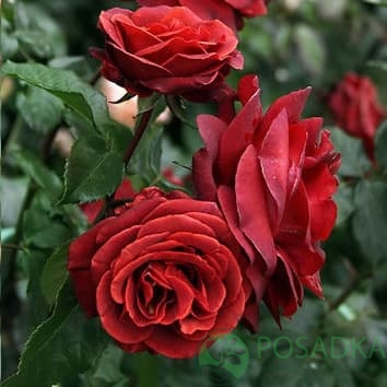 картинка Роза чайно-гибридная Терракотта 