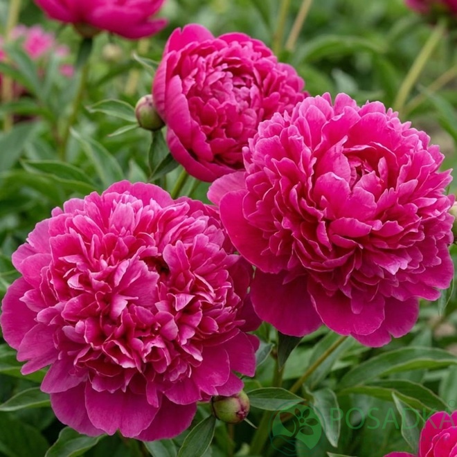 картинка Пион Patio Peony London 