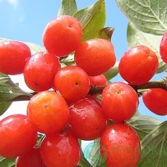 картинка Кизил Коралловый 