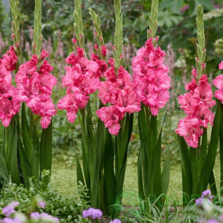 картинка Гладиолус Sweet Love 