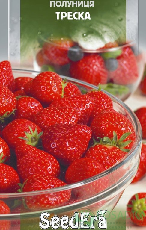 картинка Семена Клубника Треска 0.01гр 